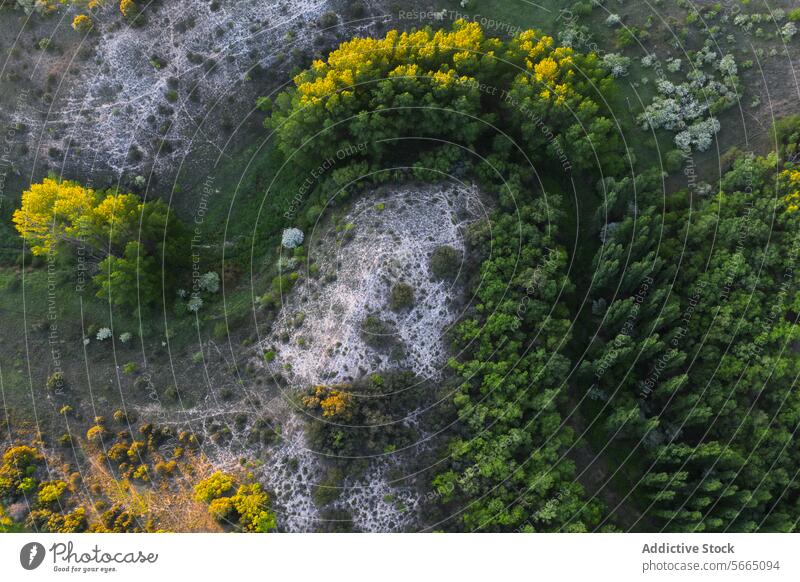 Luftaufnahme von oben über die Landschaft von Alcarria mit dem Kontrast zwischen gelb blühenden Bäumen und weißem Kalksteinpflaster Antenne Guadalajara Baum