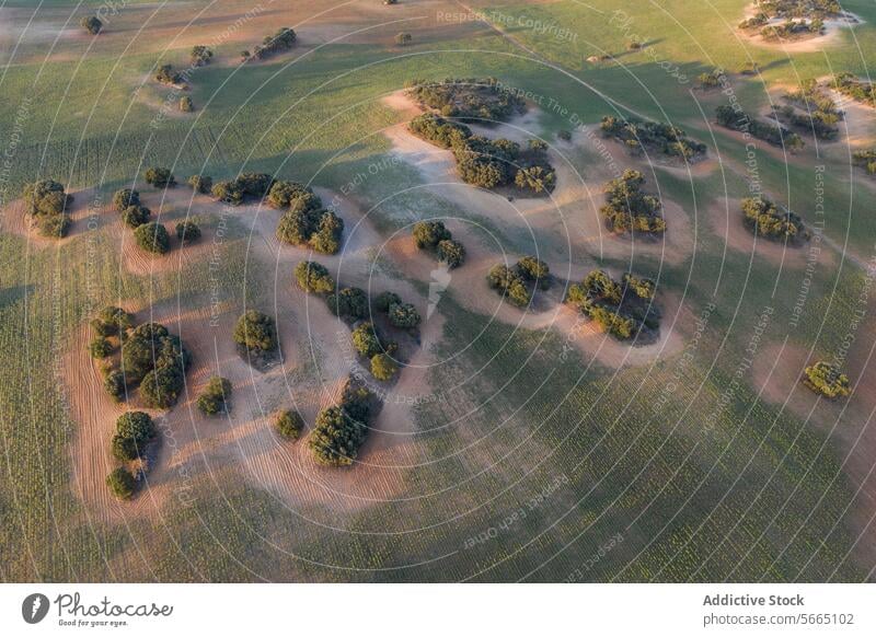 Das Licht des frühen Morgens fällt auf eine ruhige Landschaft mit hügeligen Feldern und Steineichen in Alcarria Antenne Guadalajara Bereiche Gelassenheit