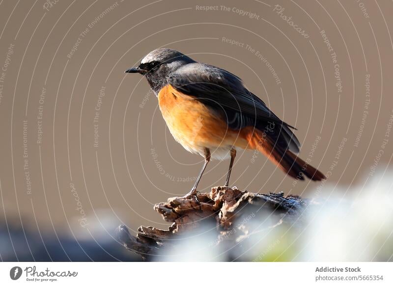 Ein auffälliger Gartenrotschwanz auf einem Stück Holz mit einem Weichzeichner im Hintergrund Spiegelrotschwanz Vogel gehockt Tierwelt Natur Ornithologie