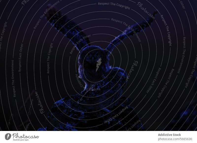 Zwei kleine Eulen auf einem Felsen, eine mit ausgebreiteten Flügeln unter einem dunklen Nachthimmel ausgestreckt Silhouette Tierwelt Natur Vogel nachtaktiv