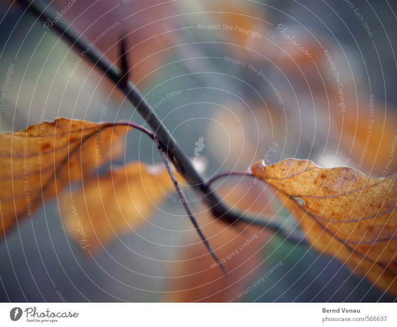 Zweigstelle Herbst Blatt Zweige u. Äste Blattknospe bunt. schwarz braun orange Unschärfe Nahaufnahme blau Blattadern Natur Pflanze Wald Spaziergang Erholung