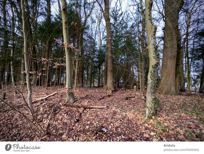 Noch mehr Wald Bäume Baum Winter Herbst Laub Blätter Waldboden Unterholz Baumstamm Landschaft