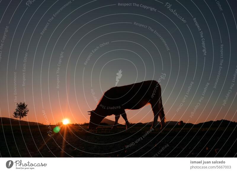 Kuh Schatten Silhouette auf dem Lande und Sonnenuntergang Hintergrund Sonnenlicht Tier Tiermotive wild Natur niedlich Schönheit elegant wildes Leben Tierwelt