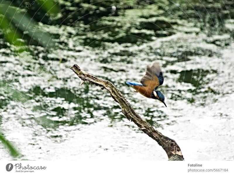 Am See geht der Eisvogel auf die Jagd. Pfeilschnell schießt er hinab ins Wasser. Vogel Tier Farbfoto Wildtier Schnabel Tag klein Schwache Tiefenschärfe Freiheit