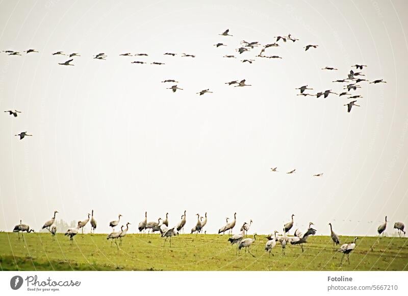 Kraniche über Kraniche. Viele dieser wundervollen Vögel sind schon gelandet und stehen auf einer Wiese, ein weiterer Schwarm befindet sich gerade im Landeanflug.