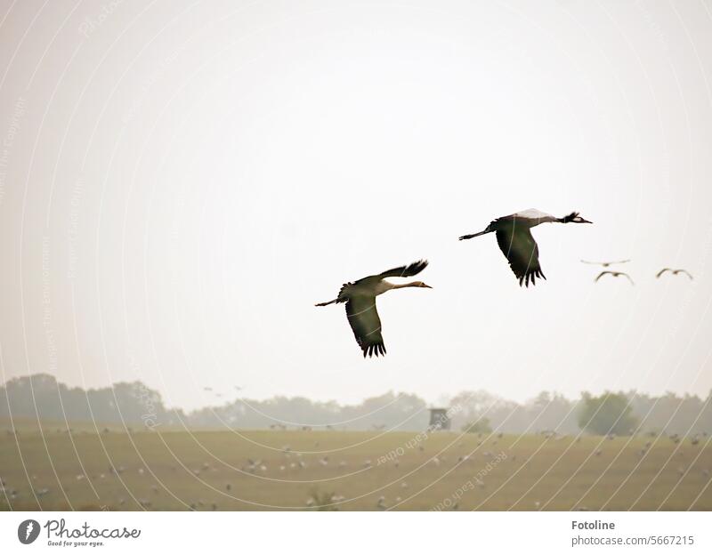 Kraniche fliegen über ein Feld, auf dem schon viele andere Vögel stehen. Vogel Zugvogel Zugvögel Himmel Wildtier Herbst Freiheit frei Außenaufnahme Schwarm Tier