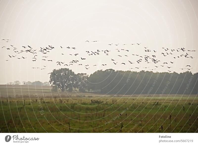 Was für ein Gewimmel am Himmel. Ein riesiger Schwarm Kraniche zieht am Himmel entlang. Wollen sie auf der Wiese landen oder fliegen sie weiter? Ich weiß es nicht mehr.