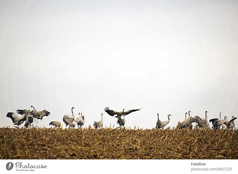 Kraniche gastieren auf einem abgeernteten Feld. Einige Vögel konnte ich beim Tanz beobachten. Vogel Himmel Wildtier Außenaufnahme Tier Freiheit frei natürlich