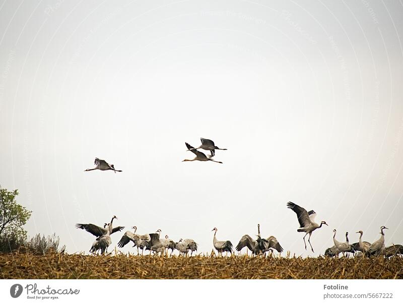 Elegant zeigen sich die Kraniche beim Fliegen und Tanzen. Sie sind wundervoll! Vogel Himmel Wildtier Außenaufnahme Tier Freiheit frei natürlich Zugvogel Herbst