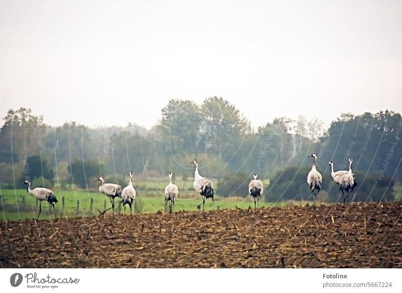 Eine Gruppe Kraniche stehen auf einem abgeernteten Feld. Vogel Zugvogel Zugvögel Vögel Himmel Wildtier Herbst Freiheit frei Außenaufnahme Schwarm Tier