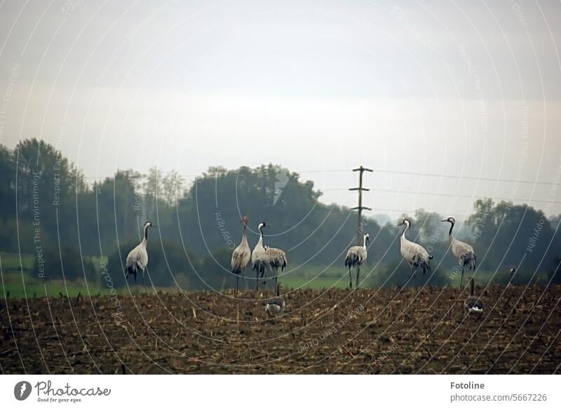 Kraniche stehen auf einem abgeernteten Feld. Im Hintergrund sind ein Strommast und ein Wald. Vogel Zugvogel Zugvögel Vögel Himmel Wildtier Herbst Freiheit frei