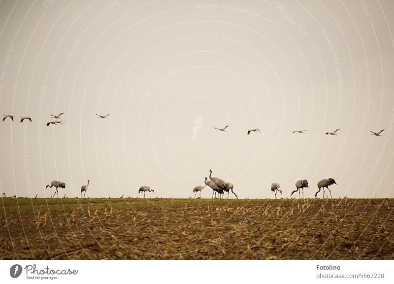 Der Schwarm ist gelandet und es kommen immer noch mehr Kraniche geflogen, um auf dem Feld zu fressen. fliegen Vogel Himmel Wildtier Außenaufnahme Tier Freiheit