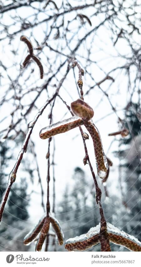 Eisige Pflanze, Winter in der Natur Großaufnahme Detailaufnahme cool niemand abschließen Botanik Temperatur Umwelt Kristalle Schnee Flora Wetter Garten Wald