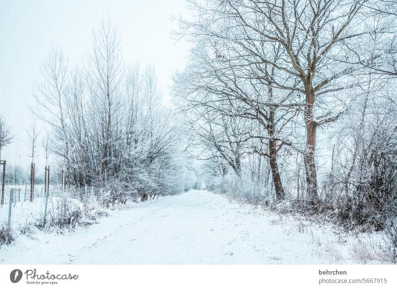 winterweg Heimat Winterstimmung gefroren Landschaft Frost Bäume Idylle Wintertag Baum stille Winterlandschaft Wetter kalt Kälte Winterspaziergang schön