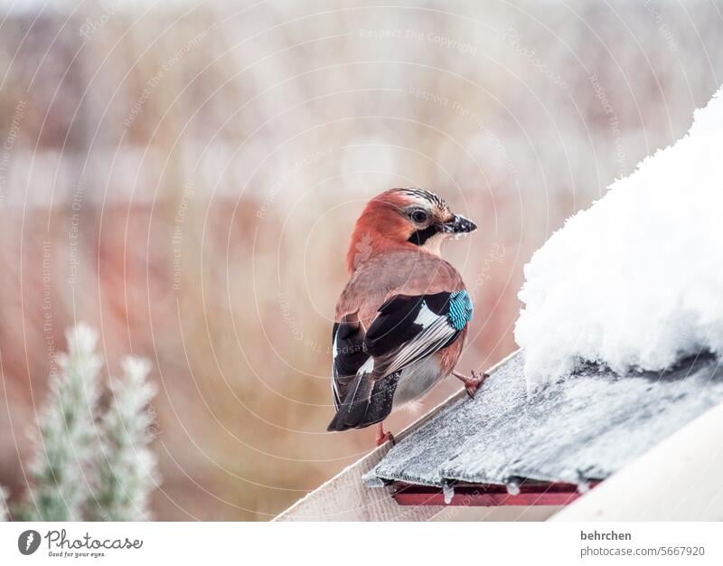 ich steig euch aufs dach Eichelhäher Vögel Garten Tier Farbfoto Jahreszeiten hübsch Tierliebe Natur Vogel Tierporträt Wildtier Ornithologie Tierwelt Tierschutz