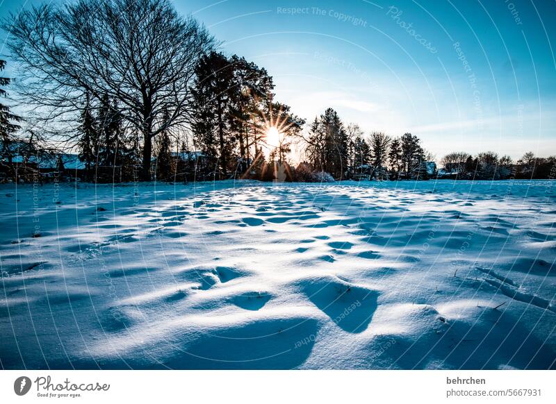 wenn wärme und kälte sich anhauchen Sonnenstrahlen Sonnenlicht Schneefall weiß ruhig Umwelt Wiese Feld Wald Winter Himmel Natur frieren Jahreszeiten Märchenhaft