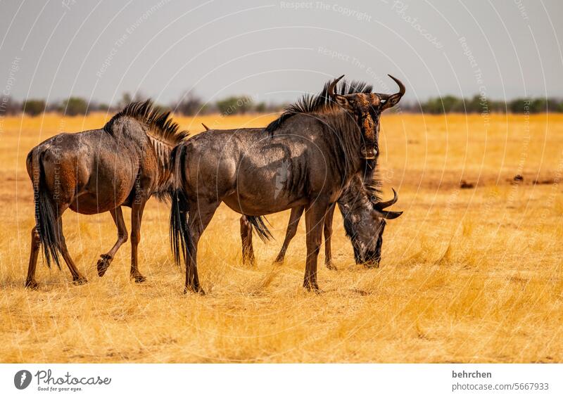 was guckst du? Hörner Tierliebe Tierschutz wildbeast Gnu Trockenheit Savanne Gras beeindruckend besonders Landschaft Natur Freiheit Abenteuer Farbfoto reisen