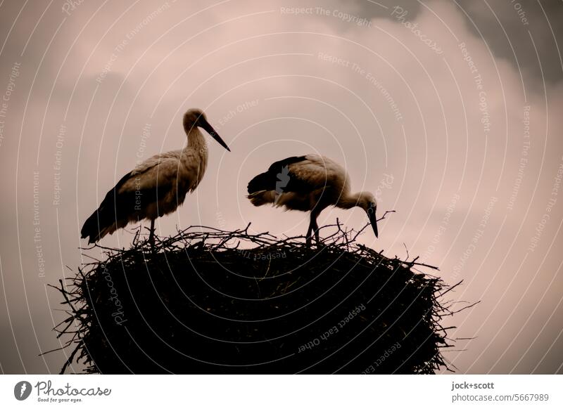 Paarungszeit der Störche Storch Vogel Tier Wildtier Nest Himmel Tierpaar authentisch Geborgenheit Zusammensein Partnerschaft Nestwärme Tierporträt Tiefenschärfe