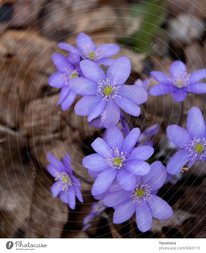 blühende Pflanze, nicht kultiviert, Natur, Frühling, Pflanze, blau, Blüte, Lebermoos, im Freien, Wald, Fotografie, ohne Menschen, Nahaufnahme, Frühling, Hepatica