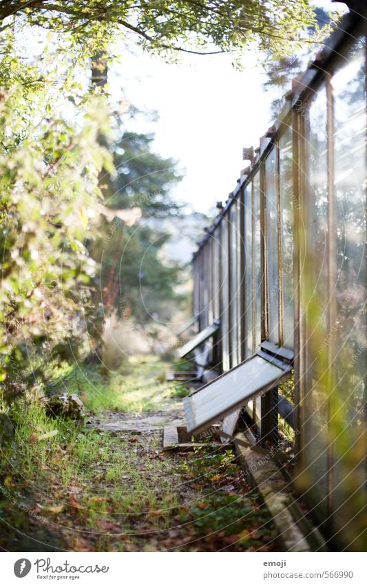 Botanischer Garten Umwelt Natur Landschaft Pflanze Sommer Klima Schönes Wetter Grünpflanze Park natürlich grün Gewächshaus Farbfoto Außenaufnahme Menschenleer