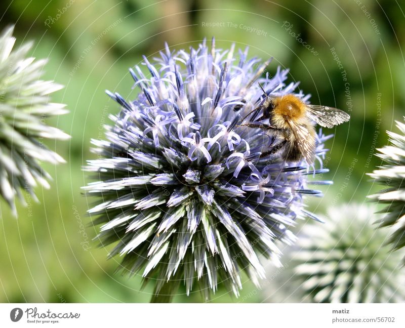 Bienenkugel Distel Sommer Makroaufnahme Natur