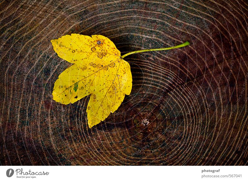 Ahornblatt auf Holz Sommer Sonne Frühling Herbst Wetter Wind Sturm Blatt Mode T-Shirt fallen träumen Traurigkeit verblüht authentisch Fröhlichkeit Billig braun