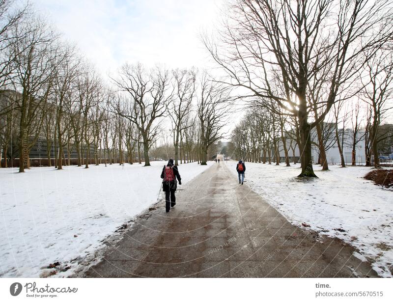 Winterwanderung Baum Natur Umwelt Holz Baumstamm Zweige Äste Sonnnlicht Himmel kalt kühl Bäume Park raumgeifend ausladend kahl Gehweg wanderer wandern