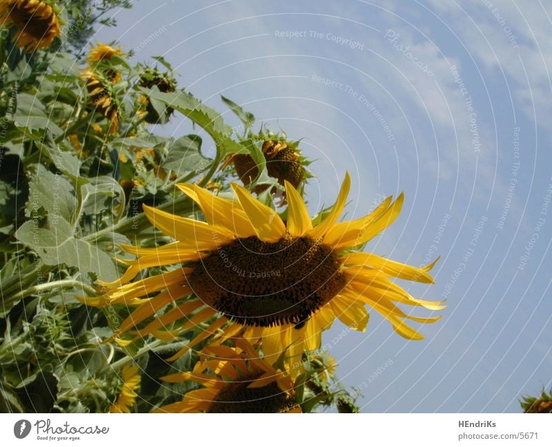 sunflowers Sonnenblume Pflanze Natur