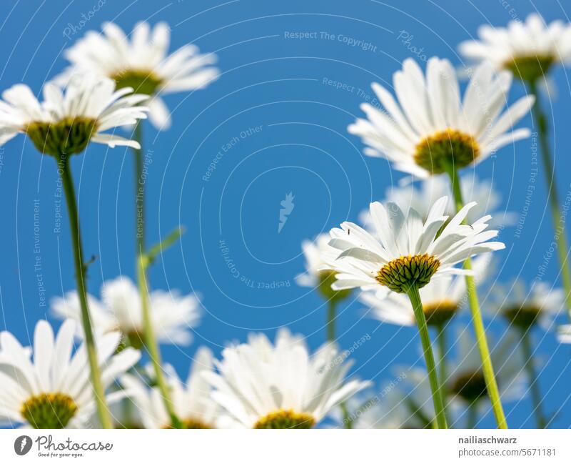 Kamillenfeld feldblumen. bunt mohn natur flora Korbblütler natürliches Licht Tageslicht Sommer Natur Unschärfe Wildpflanzen Juni Sommergefühl sommerlich