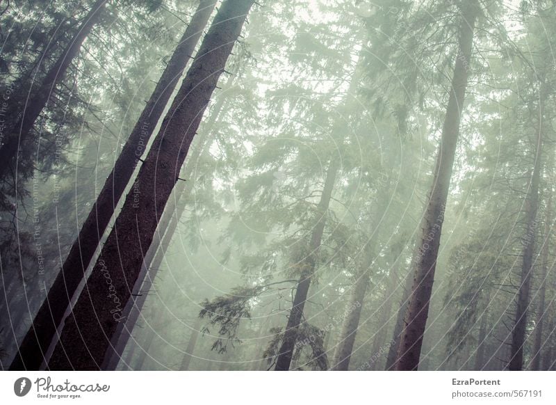 // / Umwelt Natur Landschaft Pflanze Himmel Sonnenlicht Herbst Klima Wetter schlechtes Wetter Nebel Baum Wald Holz dunkel kalt braun grau grün Traurigkeit