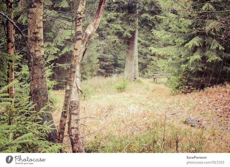 diese Ruhe Umwelt Natur Landschaft Pflanze Herbst Klima Wetter Baum Gras Sträucher Grünpflanze Garten Park Wald Erholung natürlich schön braun grün orange ruhig