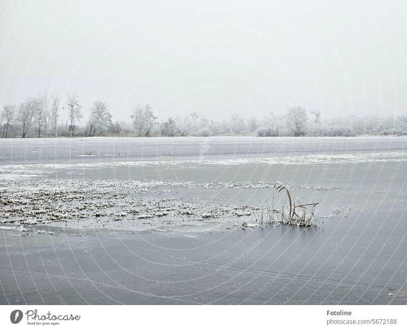 Eine Winterlandschaft in Eis und Nebel. Kälte kalt Eisfläche Bäume Frost Winterstimmung Wintertag Jahreszeiten weiß gefroren frieren Idylle Baum nebelig diesig