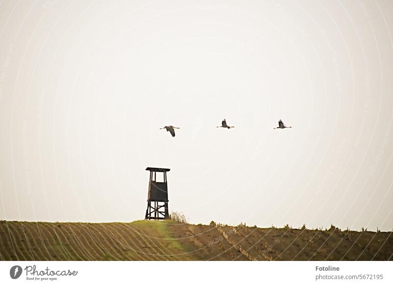 3 Kraniche fliegen über ein Feld, auf dem ein Hochsitz steht. Hier werden sie nicht landen. Vogel Himmel Wildtier Außenaufnahme Tier Freiheit frei natürlich