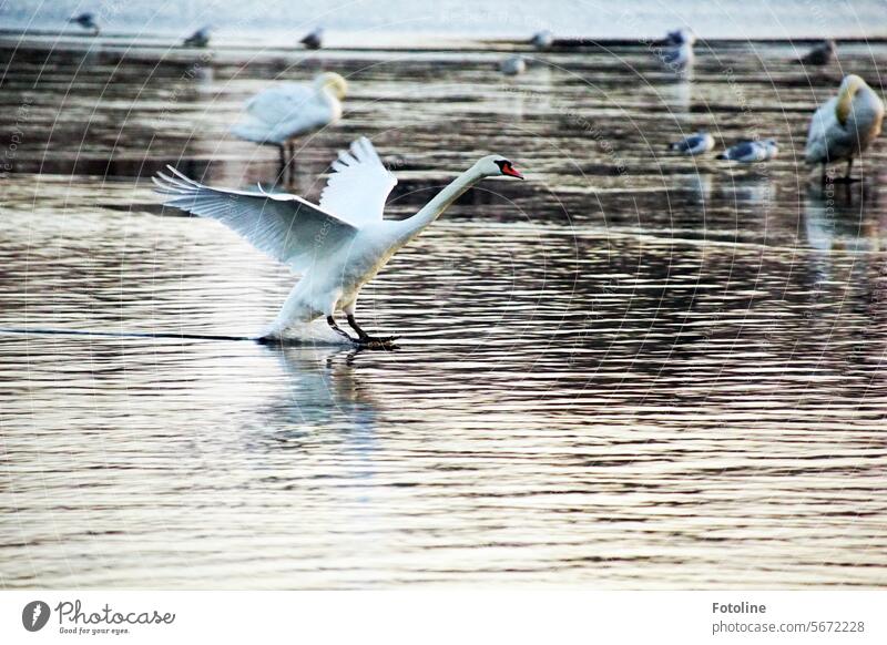 Schwan im Landeanflug. Eleganz pur! Im Hintergrund stehen Schwäne und Möwen auf den noch teilweise zugefrorenen See. Wasser Vogel Tier weiß elegant Stolz Hals