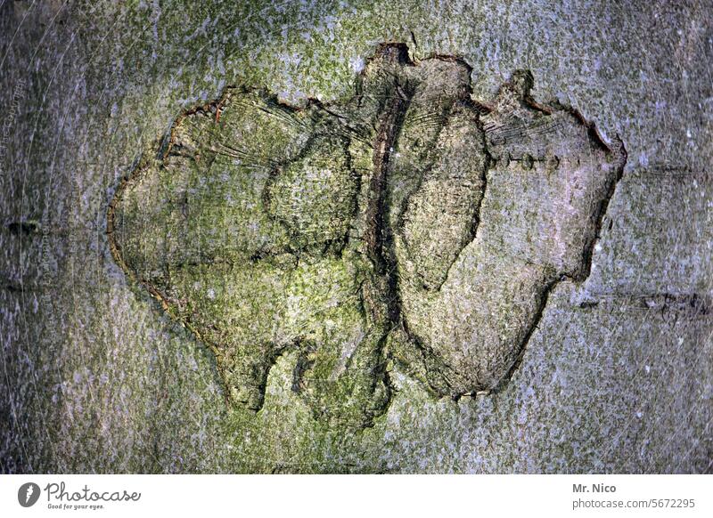 Baumrinde Baumstamm Rinde Natur natürlich Nutzholz Holz Wald Forstwirtschaft Strukturen & Formen Umriss Umwelt Wachstum Oberfläche Muster