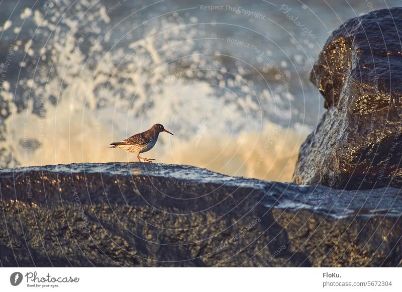 Strandläufer an dänischer Küste Vogel Meer Welle Dänemark Wasser Natur Nordsee Sand Wellen Ferien & Urlaub & Reisen Außenaufnahme Nordseeküste Tourismus Gischt