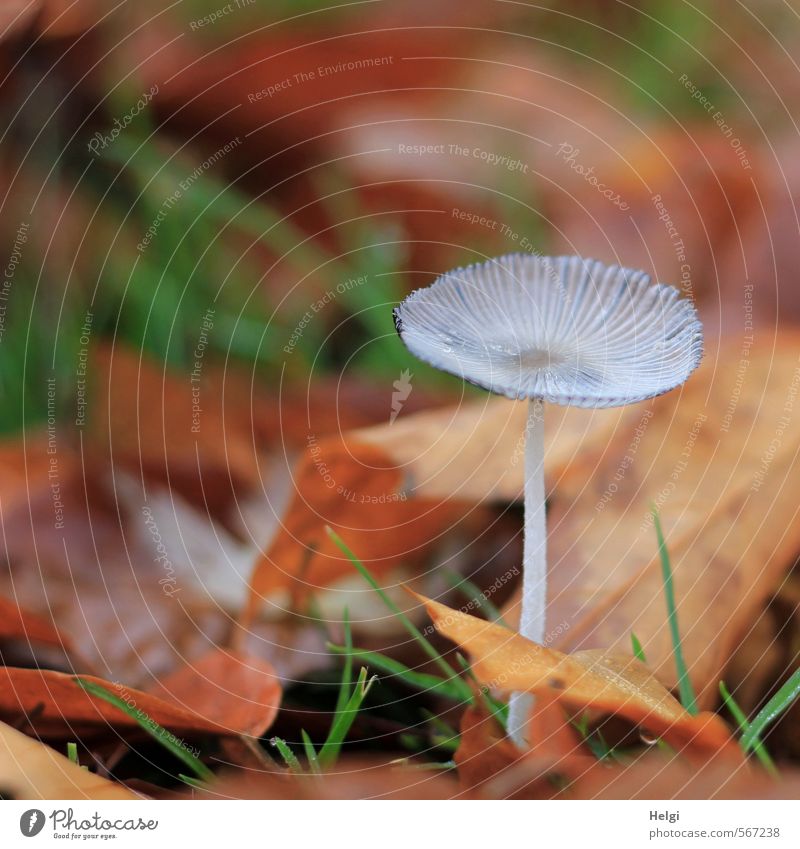 Überbleibsel vom Herbst... Umwelt Natur Pflanze Gras Blatt Pilz Herbstlaub Park liegen stehen dehydrieren Wachstum ästhetisch klein natürlich trocken braun grau