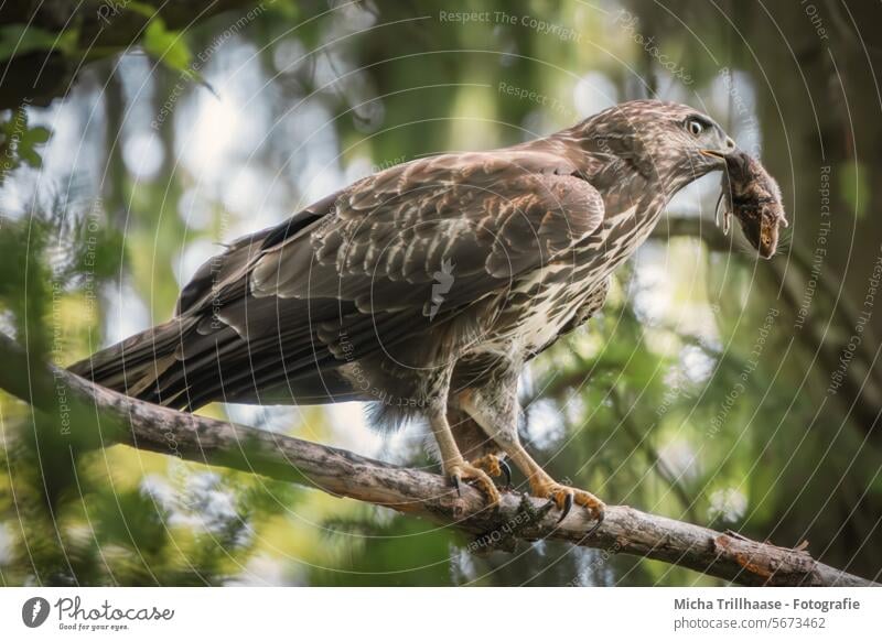 Mäusebussard mit erbeuteter Maus im Schnabel Buteo buteo Bussard Greifvogel Raubvogel Vogel Kopf Auge Federn Gefieder Flügel Beine Krallen Beute Jagderfolg