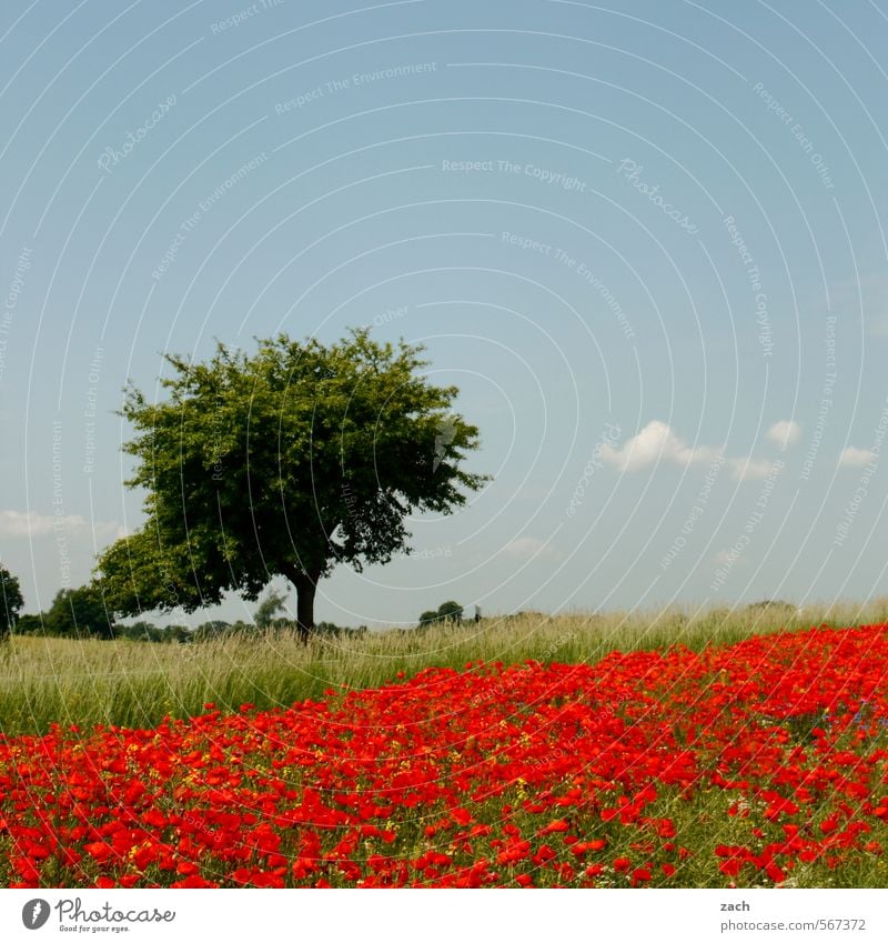 wie sich Frühling anfühlt Erholung Ausflug Umwelt Natur Landschaft Pflanze Himmel Sommer Schönes Wetter Baum Blume Gras Blüte Mohn Mohnblüte Mohnfeld Wiese Feld