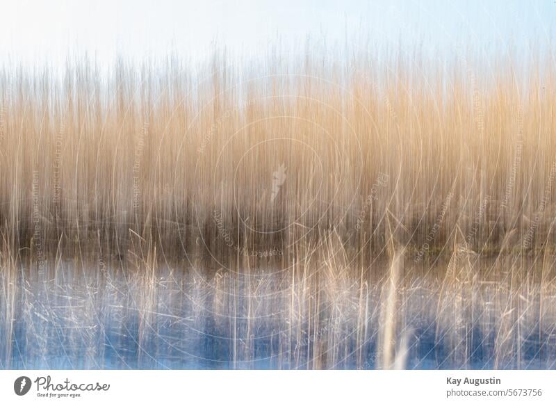 Am Schilfrohrgürtel Wischeffekt am Schilfrohrgürtel Pflanzen Natur Röhricht Zone Dachdeckmaterial Naturbaustoff Schilfpflanzen Süßgräser Spiegelung Polder