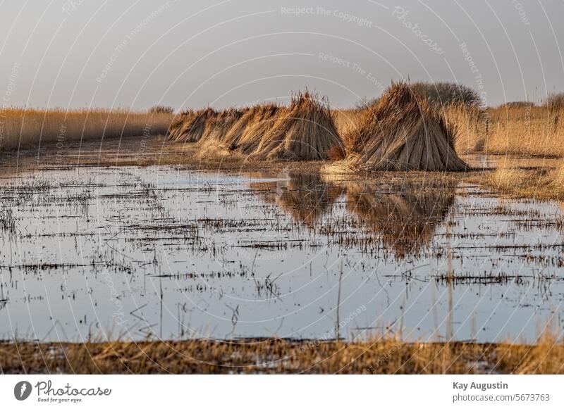 Schilfrohrbündel Sylt Deutschland Landschaft Nordsee Sylt-Insel Natur Außenaufnahme Nordseeinsel Insel Sylt Nordseeküste Syltlandschaft Farbfoto Nordsee Insel