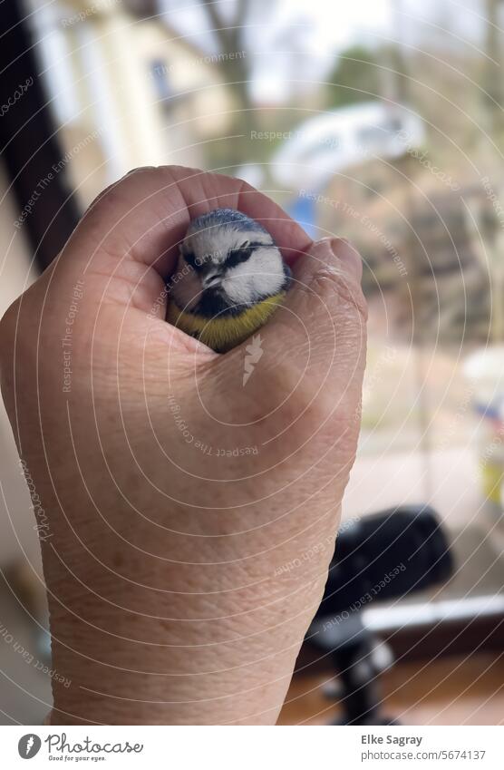 Blaumeise in der Hand - gerettet nach Flug gegen die Fensterscheibe Vogel in der Hand Natur Tier im Freien natürlich Flügel Kopf Schnabel weiß Nahaufnahme gelb