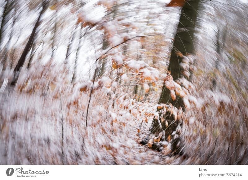 durch Zeit und Raum l waldbaden Wald Bäume Umwelt taumeln Verschwommen Außenaufnahme Natur Menschenleer Baum Morbus Menière Schwindelgefühl schwindelig