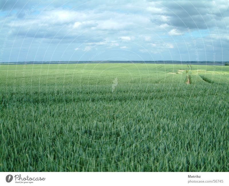 Feld grün unreif Reifenspuren Wolken Sommer Horizont Ferne schlechtes Wetter Erholung Außenaufnahme Himmel Regen blau Freiheit frei field clouds rain horizon