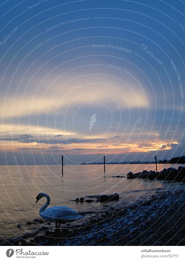 schwansleben Schwan See Sonnenuntergang Stimmung Wolken Tier Strand Licht Bundesland Vorarlberg swan sun Landschaft landscape clouds Bodensee lake of constanze