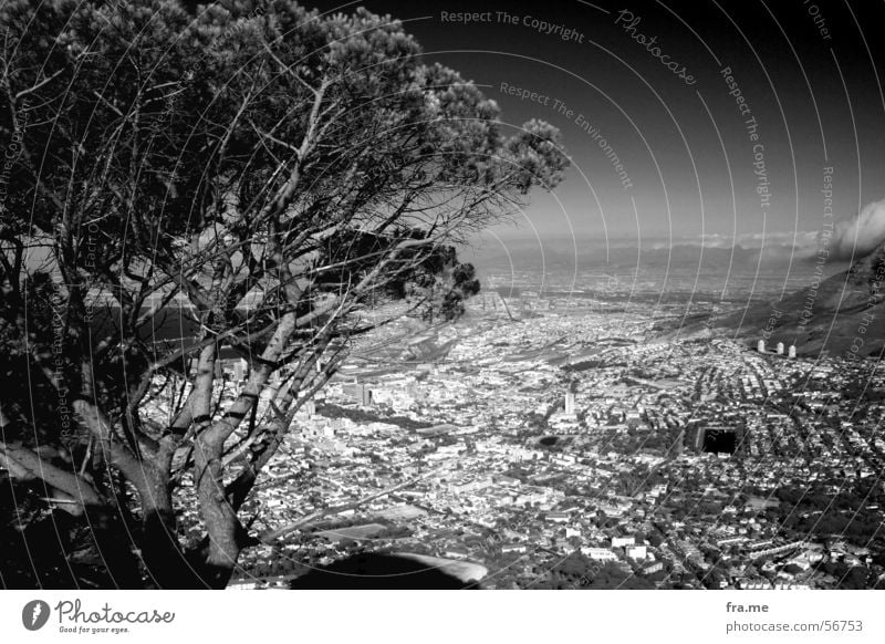 Kapstadt schön Ferien & Urlaub & Reisen Ferne Sommer Sonne Himmel Schönes Wetter Wärme Baum Stadt Stadtzentrum hoch Tafelberg Afrika Südafrika Composing Physik