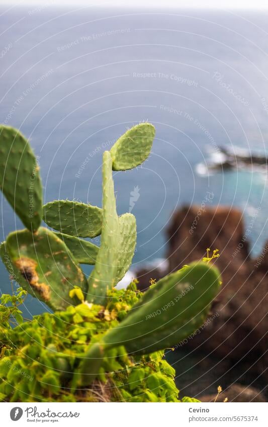 Kaktus an einer Küste kaktuspflanze Pflanze Natur grün Farbfoto Stachel Botanik Nahaufnahme Kakteen botanisch stachelig exotisch Wachstum tropisch