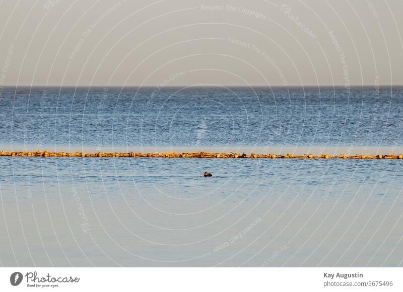 Trauerente Wattenmeer Nordsee Küste Meer Nordseeküste Landschaft Ferien & Urlaub & Reisen Insel Natur Gezeiten Nordseeinsel Syltlandschaft Uferzone