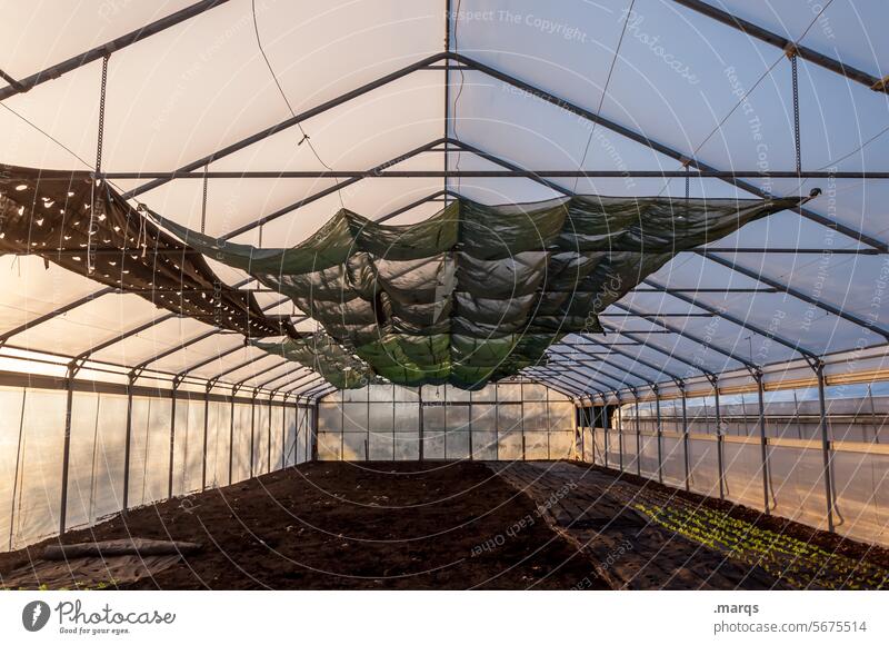 Gwächshaus Gewächshaus Gerüst Bioprodukte natürlich Natur Wachstum Gartenarbeit Baum Sonnenlicht Schatten Glas Botanik Tunnel Feld Nutzpflanze Gärtnerei