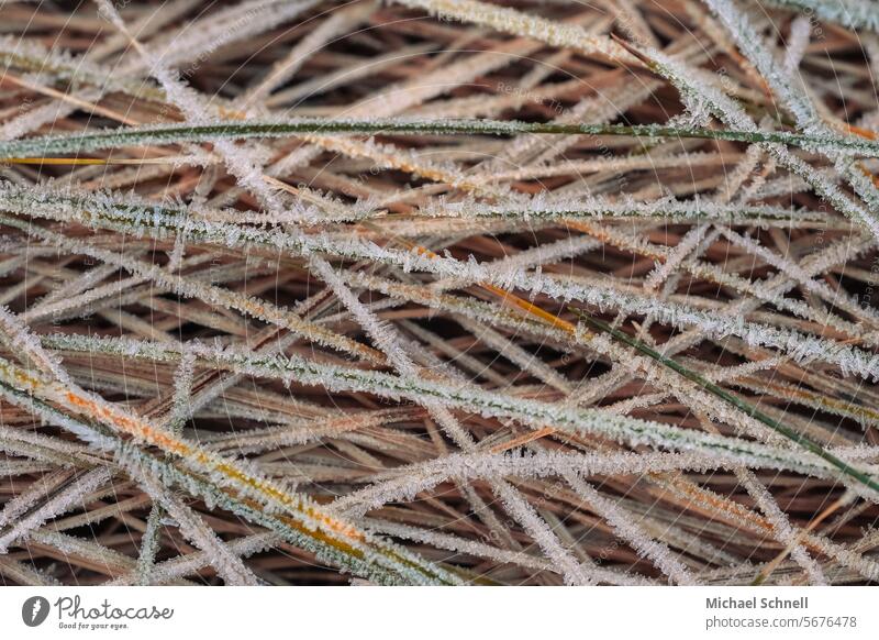 Gefrorenes Gras Grashalme Natur Pflanze Wiese Umwelt natürlich Kälte gefroren Eiskristalle Frost kalt Winter frieren frostig Nahaufnahme